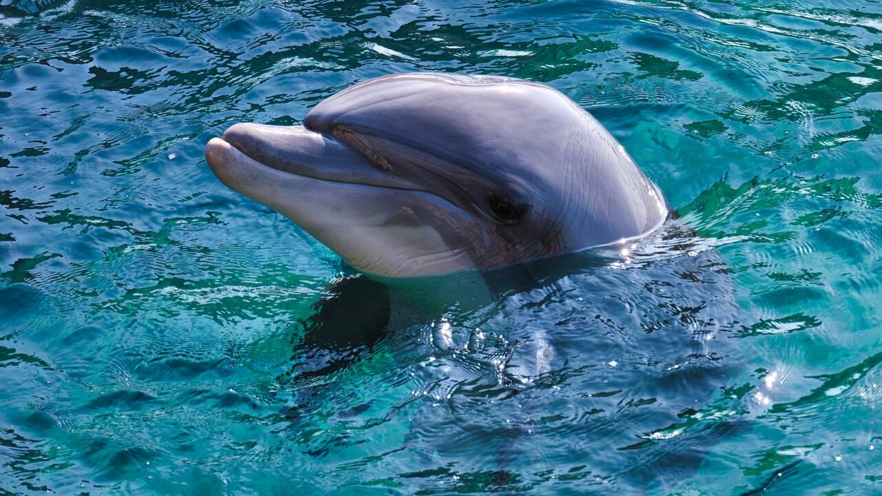 Les dauphins femelles pratiquent aussi la stimulation sexuelle 