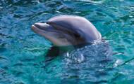 Les dauphins ont aussi des accents liés à l'endroit où ils vivent ! 3 Les dauphins femelles pratiquent également la stimulation sexuelle