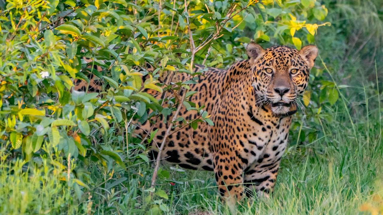 Argentine : un jaguar mâle relâché pour la première fois dans le parc national d'Iberá