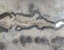 Le fossile d'un "dragon des mers" de 10 m de long refait surface au Royaume-Uni
