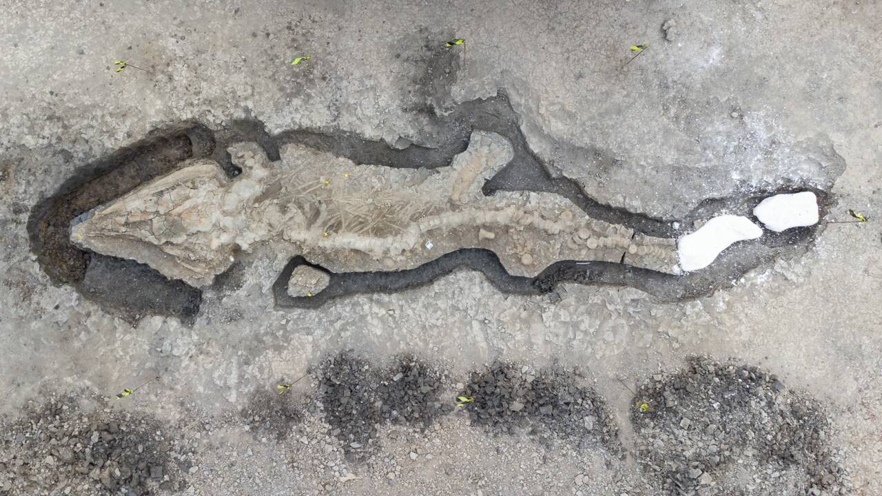 Le fossile d'un "dragon des mers" de 10 m de long refait surface au Royaume-Uni