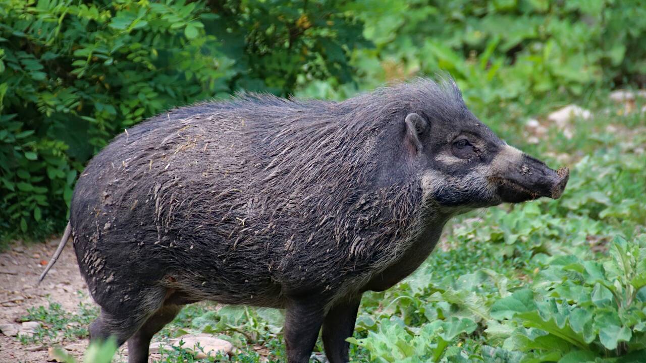Une nouvelle bactérie découverte chez le sanglier pourrait menacer les porcs domestiques