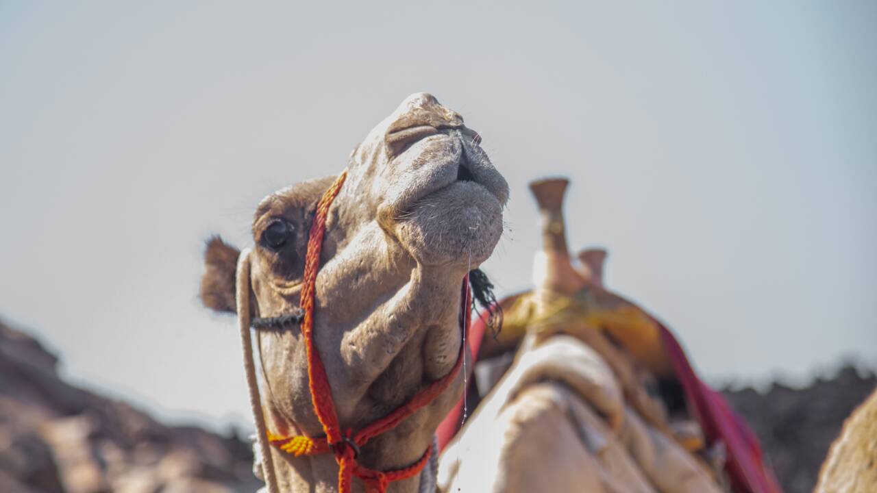 En Arabie saoudite, un "hôtel" de luxe pour chameaux