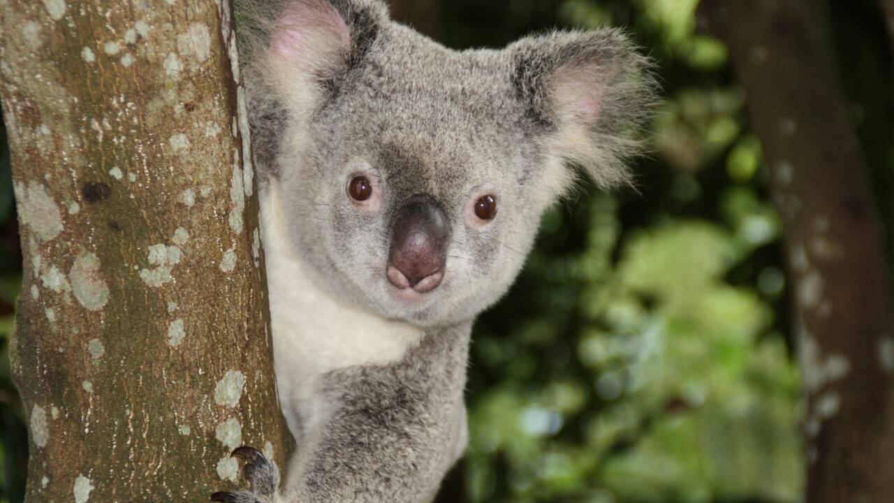 Quels animaux voir en Australie ?