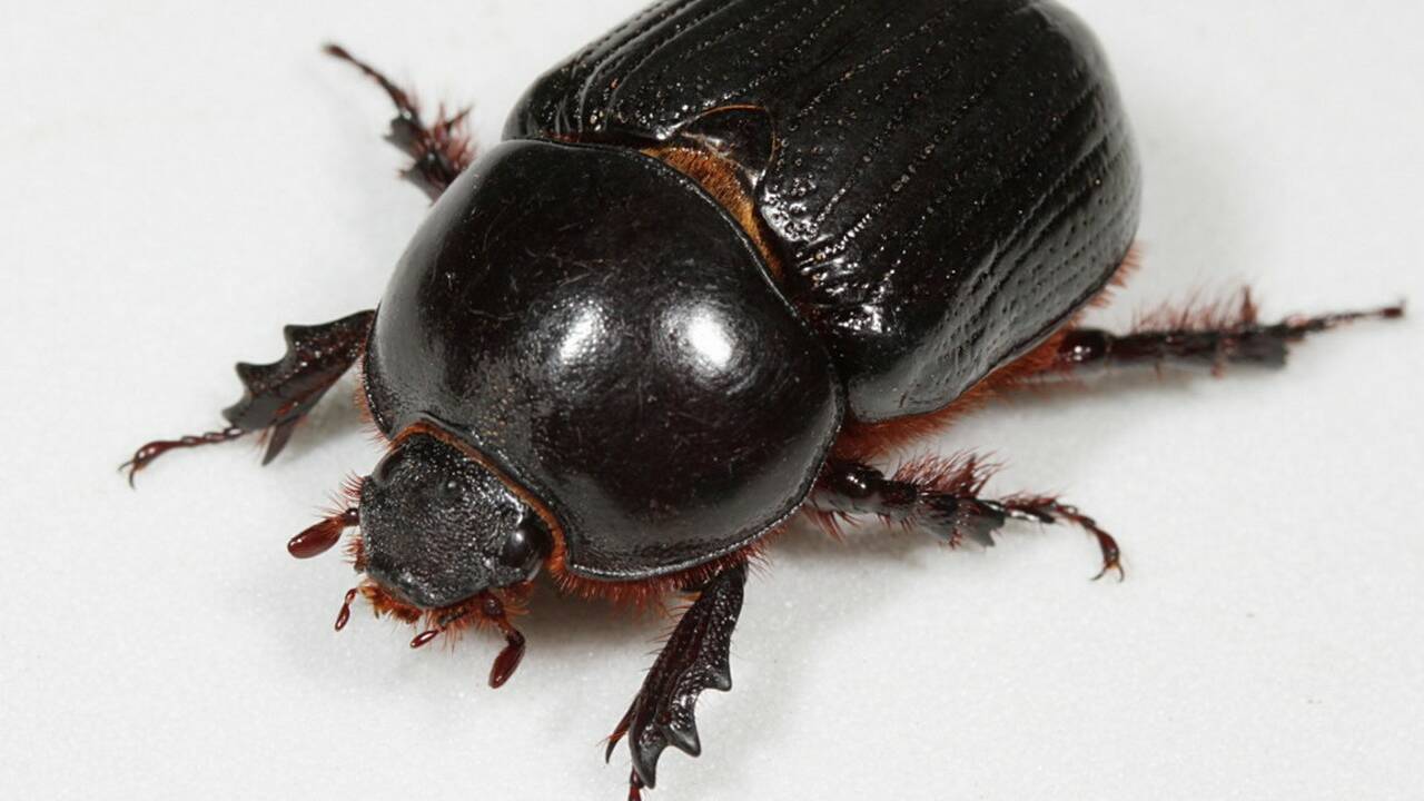 Argentine : des millions de scarabées se propagent à cause des fortes chaleurs 