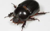 Argentina: Millones de escarabajos se propagan por las altas temperaturas