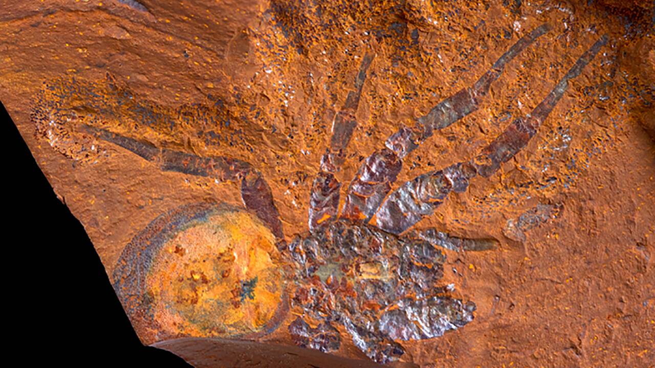 Un site rempli de fossiles de 15 millions d'années identifié en Australie 