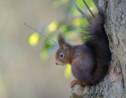 La survie des écureuils roux pourrait être menacée par les plantations de conifères au Royaume-Uni