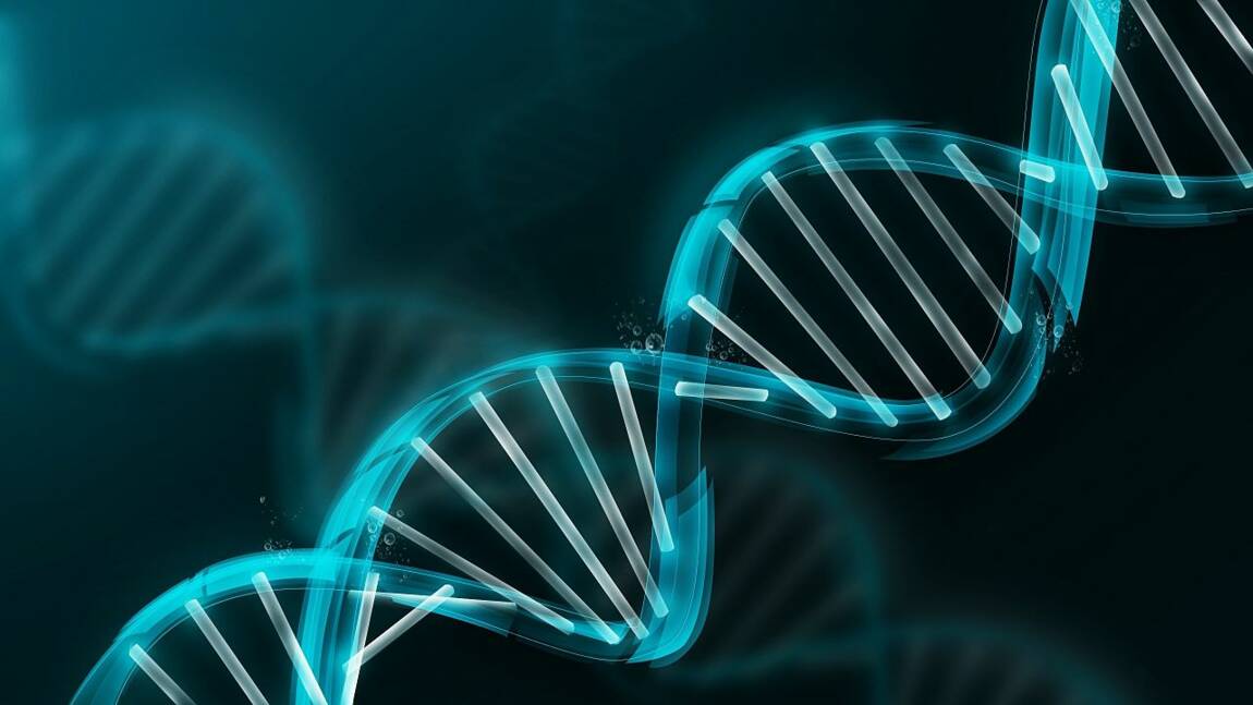 Les mutations de l'ADN dans l'évolution des espèces ne seraient finalement pas complétement aléatoires