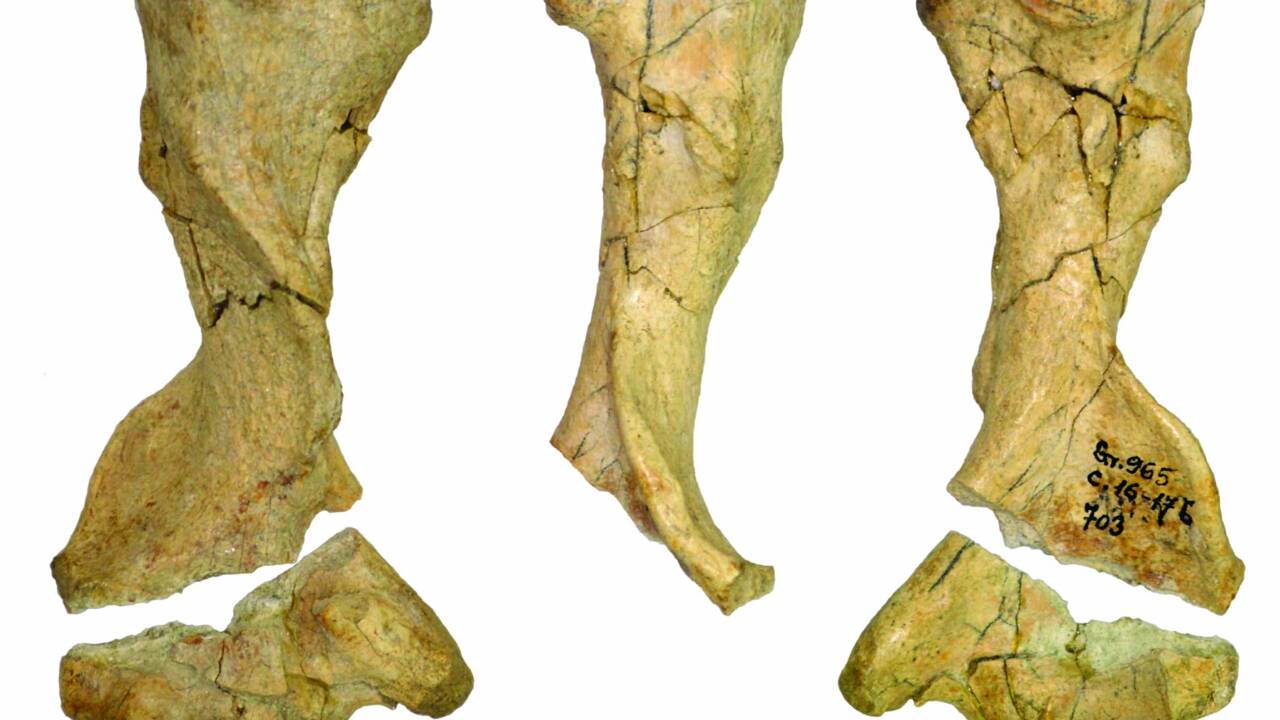 Un fossile révèle une nouvelle espèce de pangolin qui vivait en Europe il y a 2 millions d'années