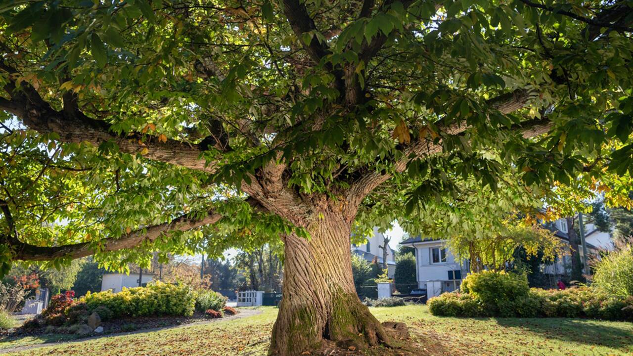 Arbre de l'année 2021 : et voici les plus beaux arbres du patrimoine français