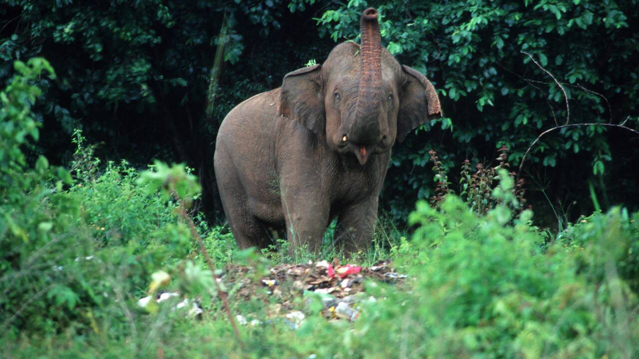 Deux éléphants retrouvés morts le ventre rempli de plastique dans une décharge du Sri Lanka