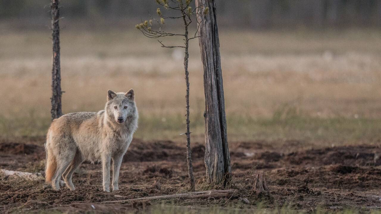 La Finlande, la Suède et la Norvège vont abattre des loups pour "gestion de la population"