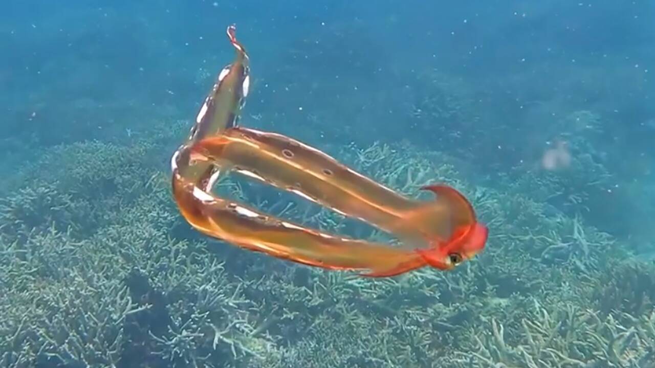 Une plongeuse rencontre une rare pieuvre colorée au large de l'Australie 
