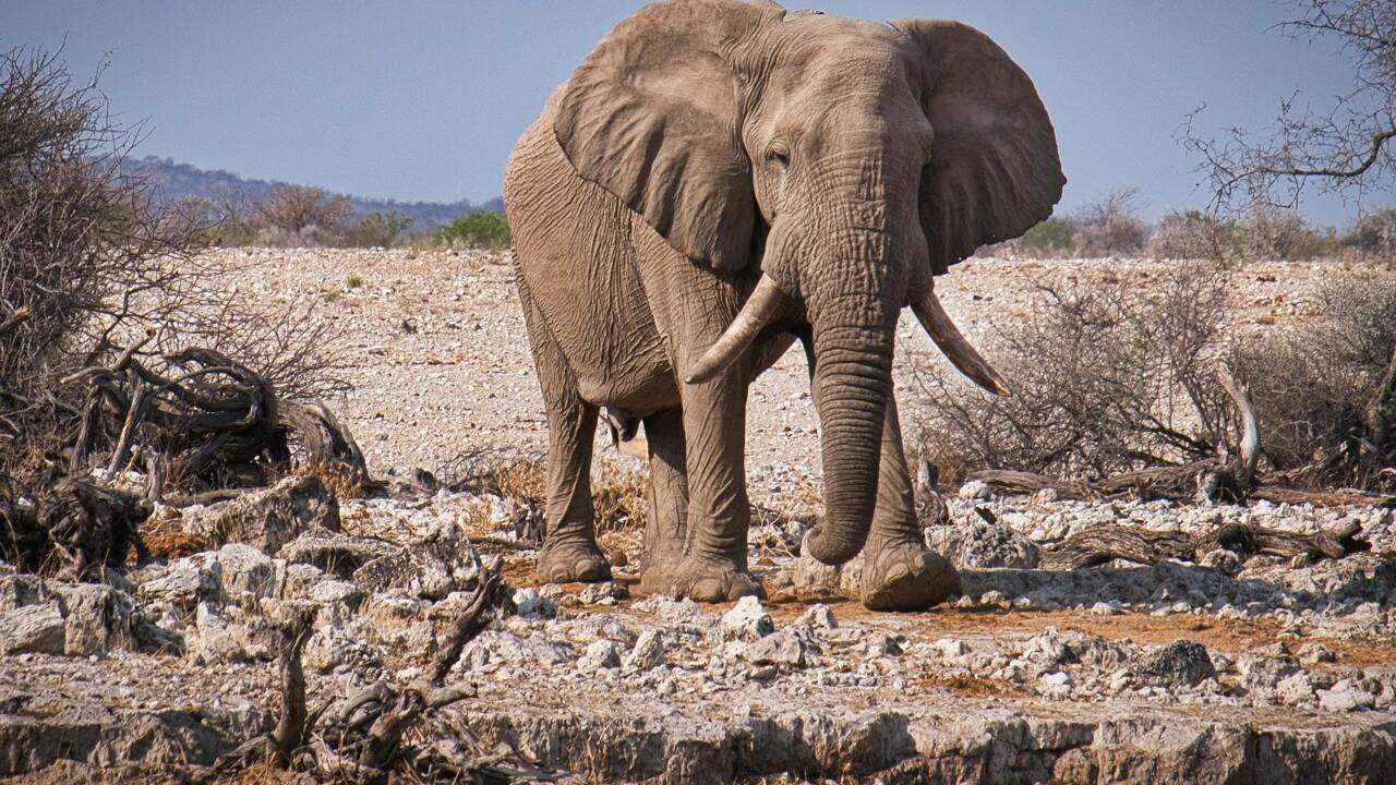 Afrique du Sud : un éléphant attaque violemment une voiture et ses occupants