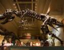 Qui a acheté Stan le T. rex, fossile le plus cher jamais vendu aux enchères ?
