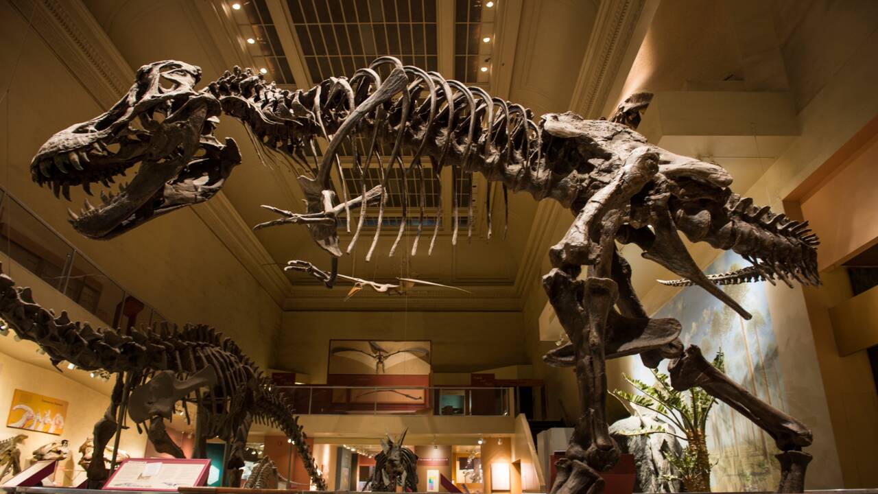 Qui a acheté Stan le T. rex, fossile le plus cher jamais vendu aux enchères ?