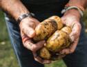 "La plus grosse patate du monde" est-elle vraiment une pomme de terre ? Des chercheurs veulent faire parler son ADN
