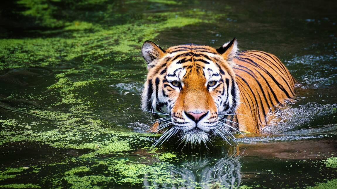 L'Inde fait ses adieux à la tigresse Collarwali, dite "supermaman"