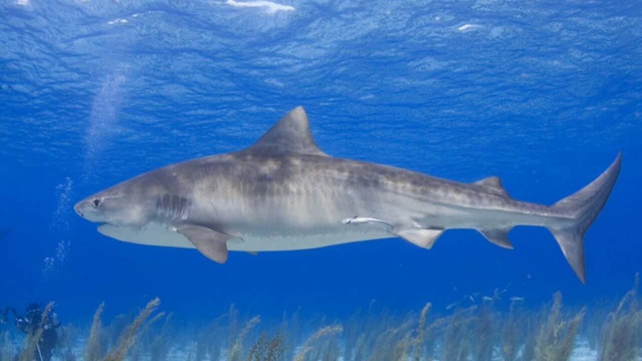 Les requins-tigres migrent plus au nord à cause du réchauffement climatique
