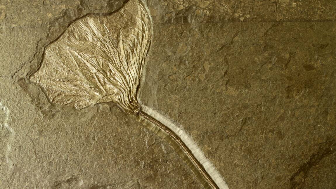 Un fossile végétal vieux de 164 millions d'années est le plus ancien exemple de bourgeon jamais découvert