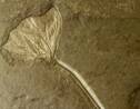 Un fossile végétal vieux de 164 millions d'années est le plus ancien exemple de bourgeon jamais découvert