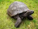 Cette tortue serait l'animal le plus âgé du monde
