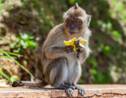 Etats-Unis : des singes de laboratoire évadés d'un camion retrouvés et euthanasiés