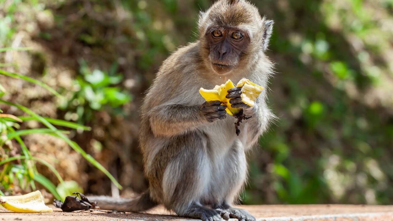 Etats-Unis : des singes de laboratoire évadés d'un camion retrouvés et euthanasiés