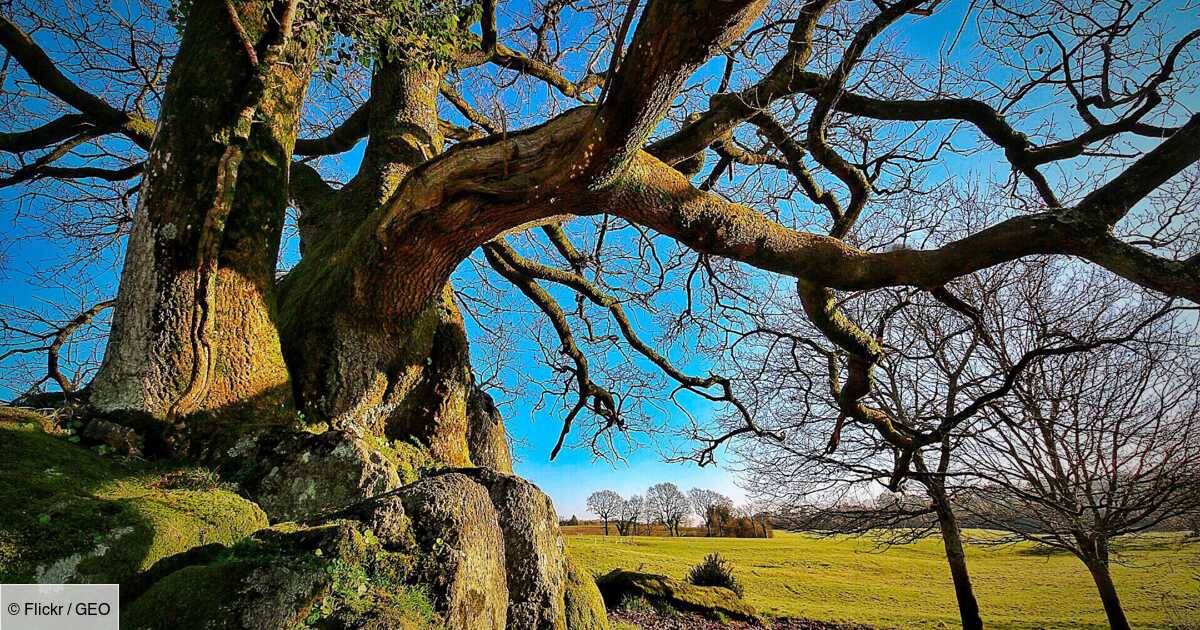This link transforms an oak tree into a Neolithic curragh
