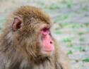 Au Japon, la femelle qui avait pris la tête d'un groupe de macaques bientôt détrônée ?
