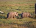 Rare naissance de jumeaux éléphants au Kenya