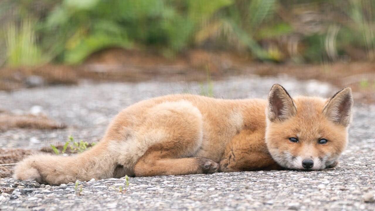 Fox Trot, le renard star des pistes d'Orly met en lumière la biodiversité dans les aéroports