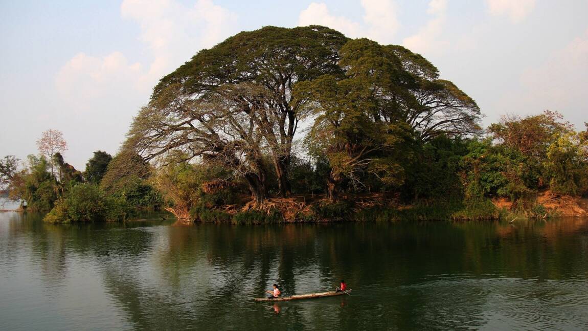 Plus de 200 nouvelles espèces découvertes dans la région du Mekong, selon le WWF