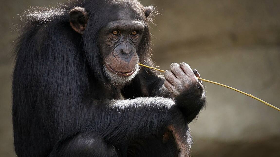 Chez les chimpanzés, casser les noix ne s'improvise pas