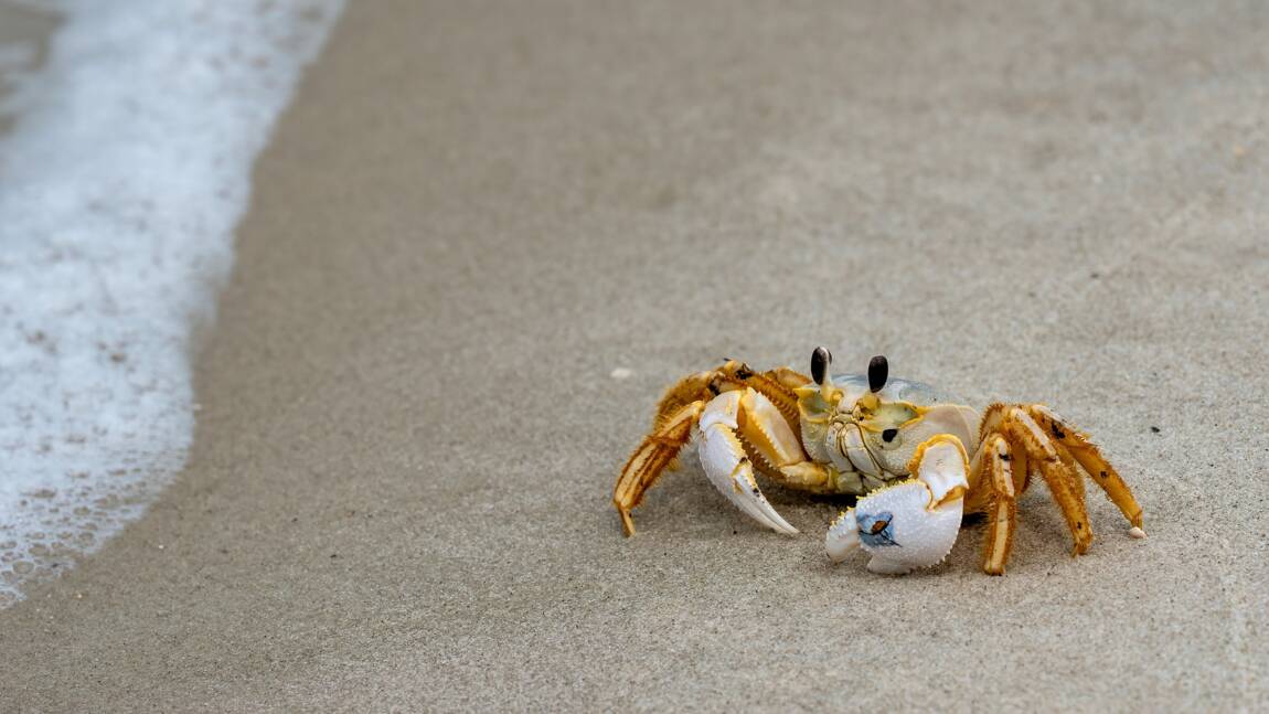 L'État de Washington sonne l'alerte contre une invasion de crabes verts