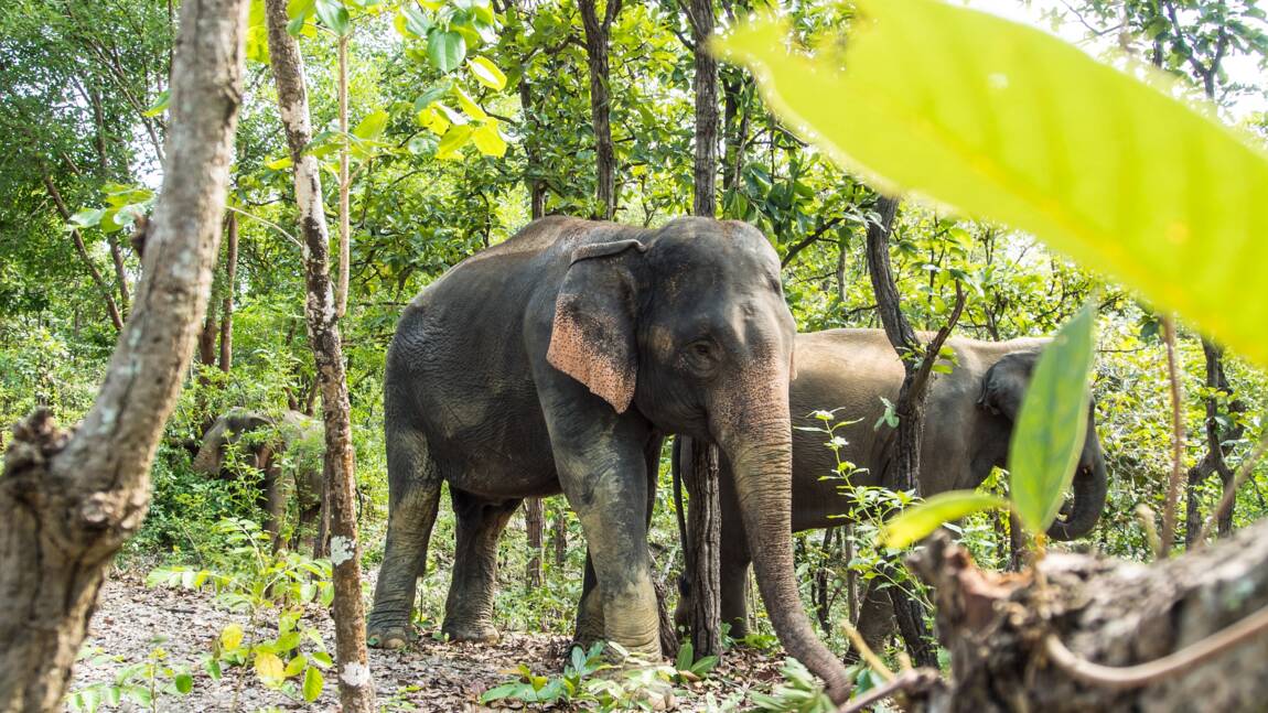 Indonésie : prison ferme pour la mort de cinq éléphants près d'une plantation
