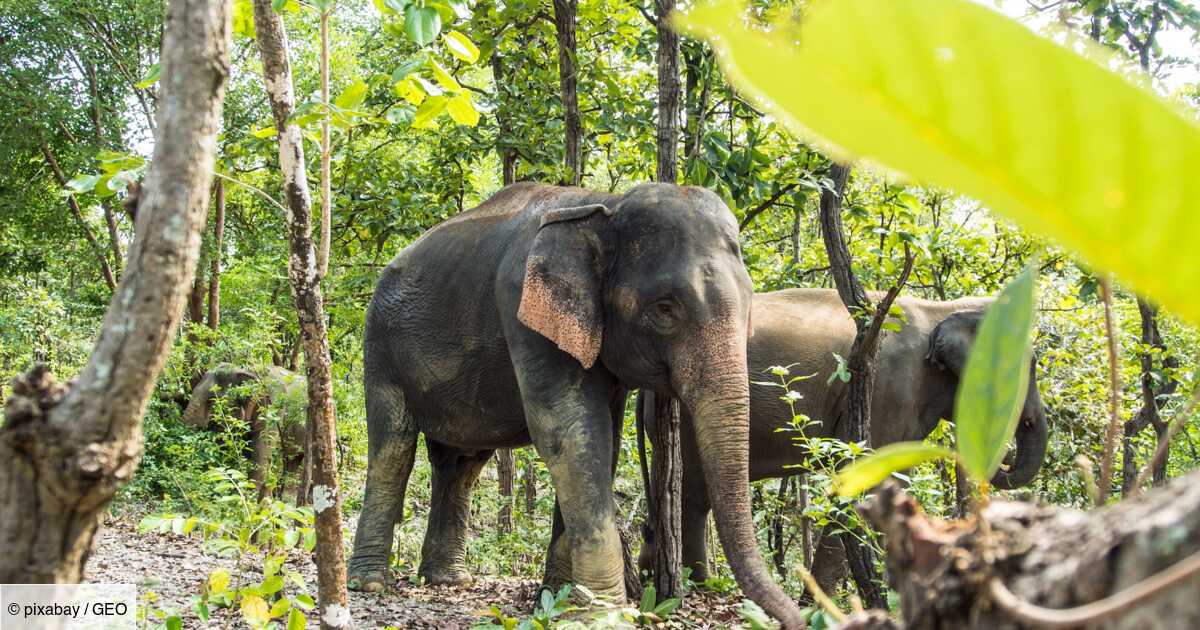 Indonésie : prison ferme pour la mort de cinq éléphants près d'une plantation