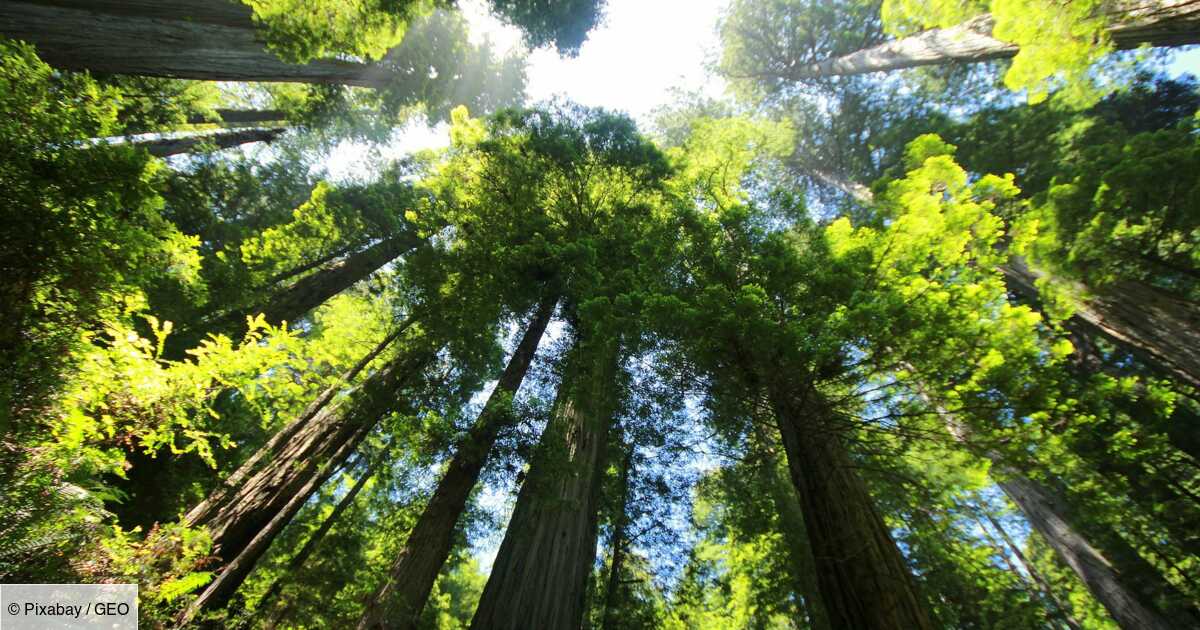 Californie : des descendants d'Autochtones récupèrent plus de 200 hectares de forêt de séquoias