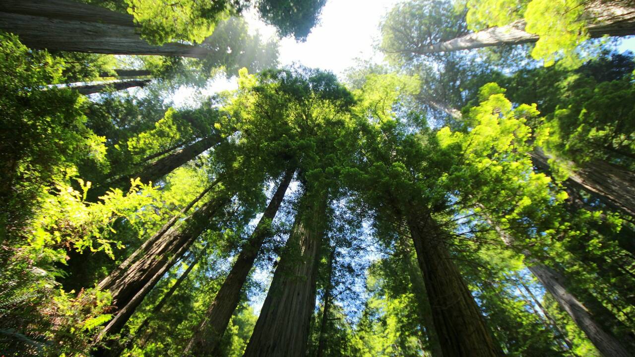 Californie : des descendants d'Autochtones récupèrent plus de 200 hectares de forêt de séquoias