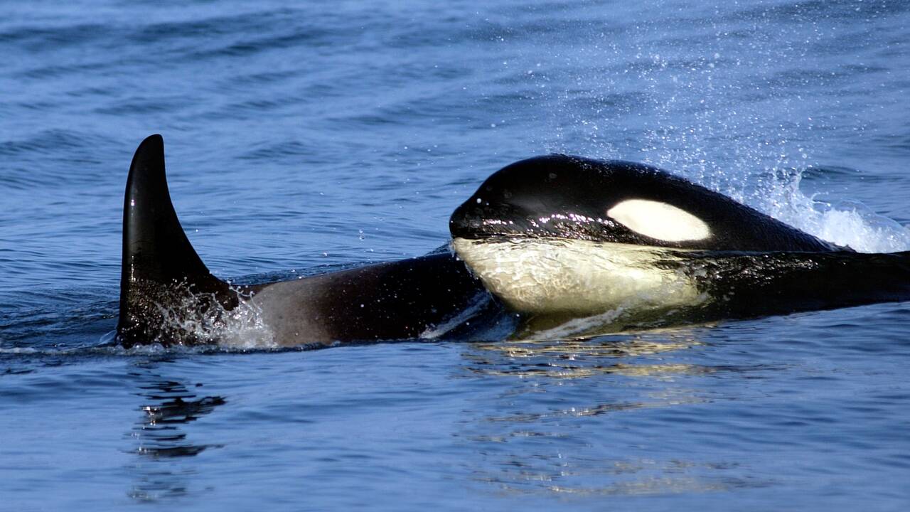 Des orques tuant des baleines bleues documentées pour la première fois dans une étude 