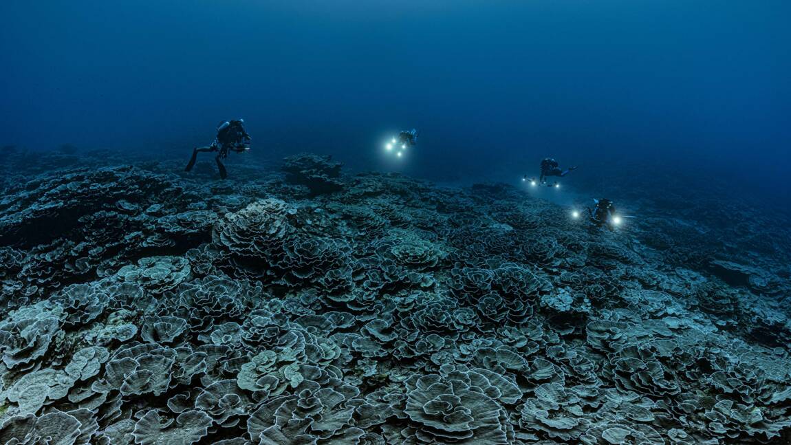 Coraux géants découverts en Polynésie : le photographe Alexis Rosenfeld livre un message d'espoir