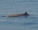 Grèce : la jeune baleine secourue près d'Athènes retrouvée morte