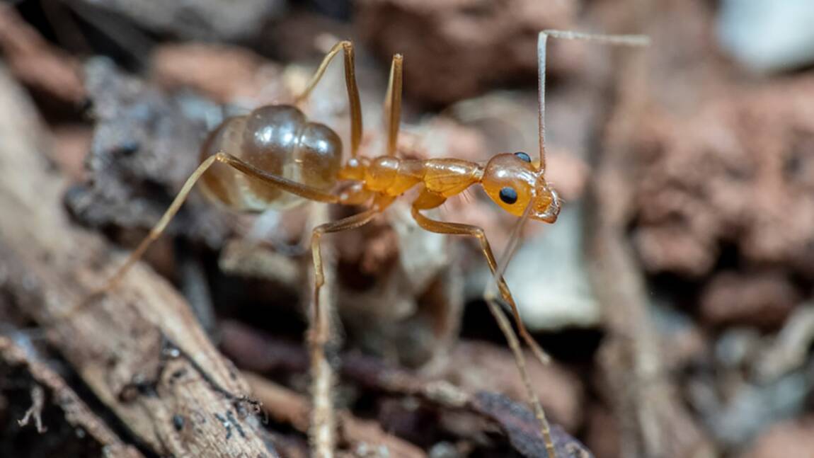 Les fourmis folles jaunes, une menace pour les lézards de la forêt australienne 
