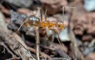Les colonies de fourmis fonctionnent comme des réseaux de neurones lors de la prise de décisions 3 Les fourmis folles jaunes menacent les lézards des forêts australiennes