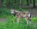 Loup en Creuse : les tirs d'effarouchement autorisés après une nouvelle attaque d'élevage