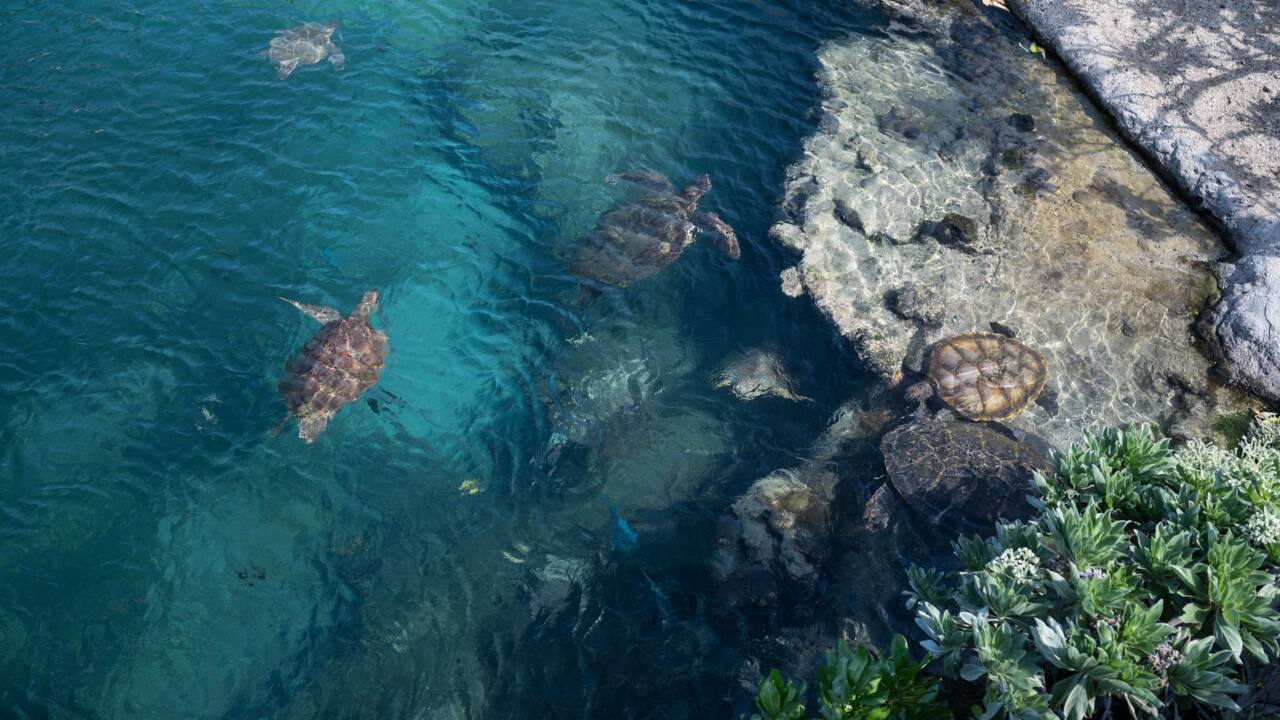La Réunion : des tortues marines au service des météorologues