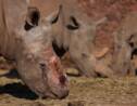 Comment sauver un rhinocéros victime de braconnage ?