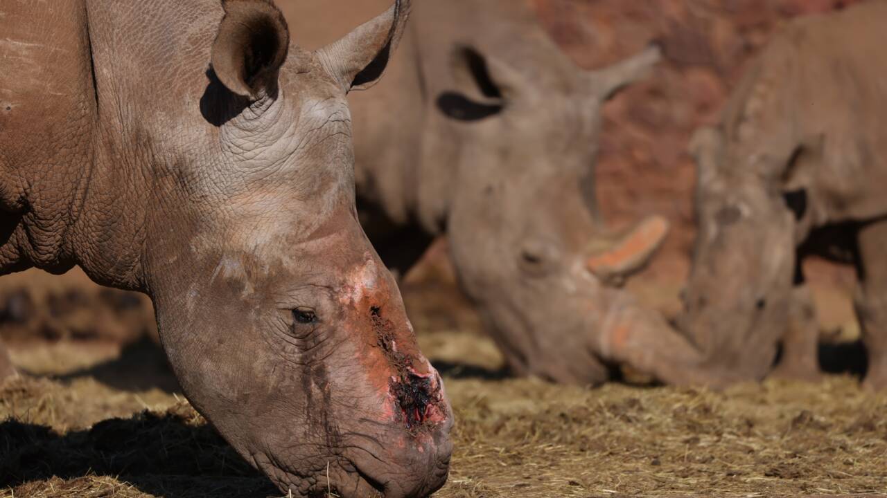 Afrique du sud : un rhinocéros retourne à la vie sauvage six ans après une brutale agression