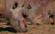 ¿Cómo salvar a un rinoceronte cazado furtivamente?